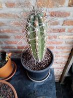 mooie cactus, Huis en Inrichting, Kamerplanten, Ophalen, Cactus