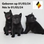 Schipperke pups te koop (Belgische), Dieren en Toebehoren, Honden | Herdershonden en Veedrijvers, CDV (hondenziekte), Meerdere