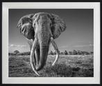 David Yarrow - Space for Giants, Ophalen, Zo goed als nieuw