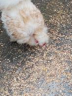 Haantjes, Dieren en Toebehoren, Pluimvee, Mannelijk, Kip