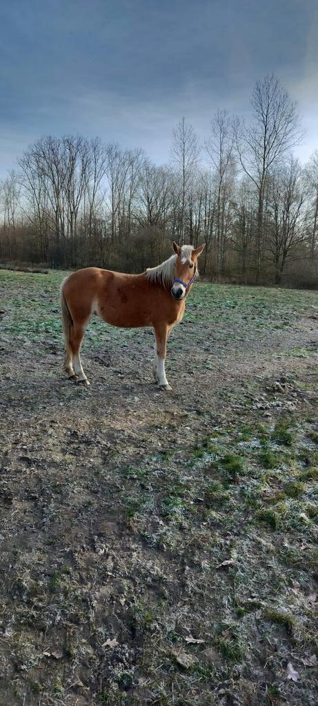 Haflinger merie, Dieren en Toebehoren, Pony's