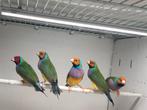 5 goulds van 2025, natuurbroed en split voor blauw, Mannelijk, Tropenvogel