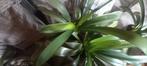 5 Sint Jacobsplanten/kamerplant clivias apart te koop, Ophalen
