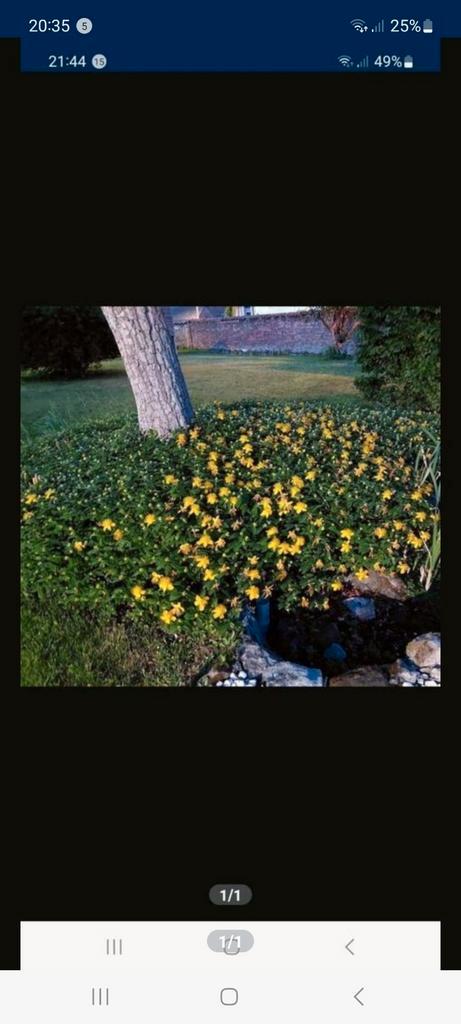 Millepertuis calicynum, Jardin & Terrasse, Plantes | Jardin, Couvre-sol, Enlèvement ou Envoi