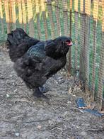 Brahma hen zwart, Vrouwelijk, Kip