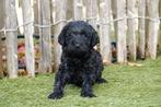 Mini/medium Labradoodle pups (geteste ouders), Dieren en Toebehoren, België, Overige rassen, CDV (hondenziekte), 8 tot 15 weken