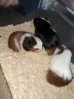 3 cavia beertje, Dieren en Toebehoren, Knaagdieren, Cavia