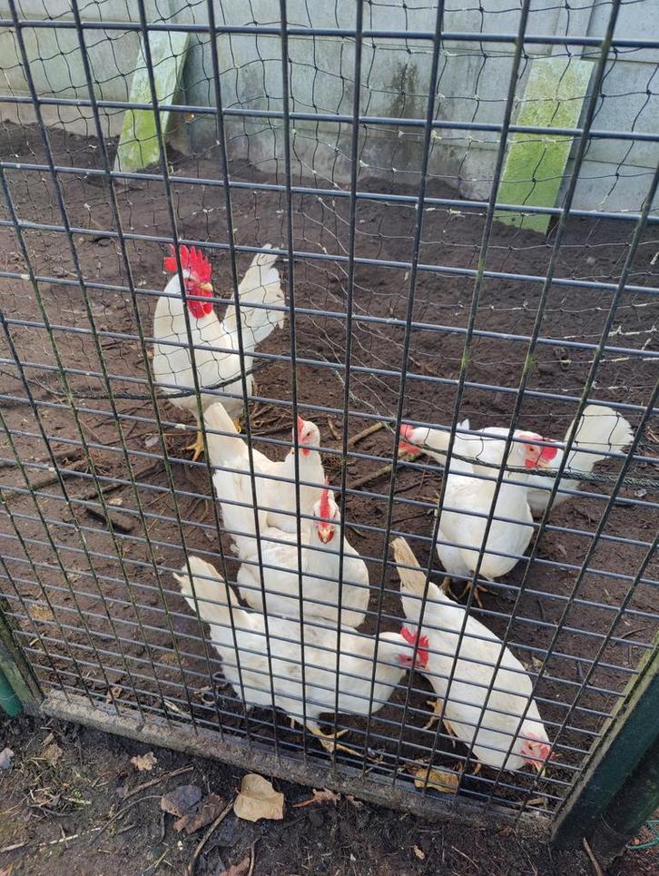 Broedeieren witte leghorn, Animaux & Accessoires, Volatiles