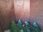 Te koop 3 jonge barraband parkieten van 16/5/2025, Dieren en Toebehoren, Vogels | Parkieten en Papegaaien