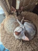2 lieve Cornish Rex poezen, Poes, Gechipt