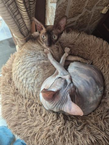 2 Cornish Rex poezen beschikbaar voor biedingen