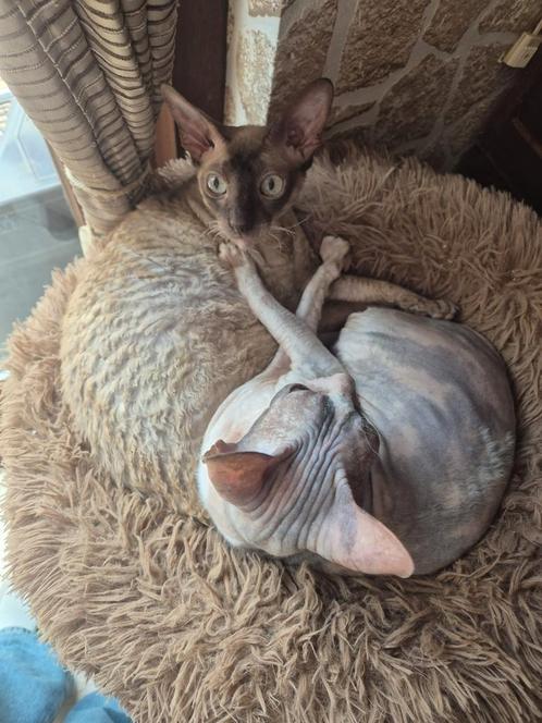 2 Cornish Rex poezen, Dieren en Toebehoren, Katten en Kittens | Raskatten | Korthaar, Poes, Met stamboom, Gechipt