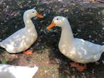 Pekingeenden, Dieren en Toebehoren, Pluimvee, Mannelijk, Eend