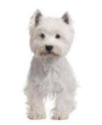 West highland white terriër Over Dieren 64 blz, Ophalen of Verzenden, Zo goed als nieuw, Honden
