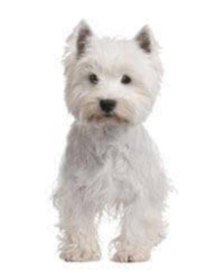 West highland white terriër Over Dieren 64 blz, Boeken, Dieren en Huisdieren, Zo goed als nieuw, Honden, Ophalen of Verzenden