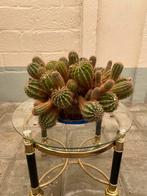 Cactus, Huis en Inrichting, Kamerplanten, Ophalen, Cactus