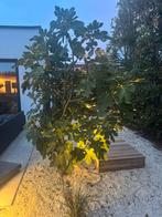 Vijgenboom, Tuin en Terras, Ophalen