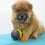 Chow Chow, prachtige kleuren, Belgische pups, CDV (hondenziekte), Meerdere, 8 tot 15 weken, Meerdere dieren