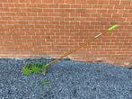 Wolf Emitter met 2 rijen - 4+3 sterren, Tuin en Terras, Hand-tuingereedschap, Ophalen, Zo goed als nieuw, Cultivator, WOLF