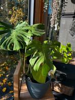 Monstera plant, Tuin en Terras, Ophalen, Overige soorten