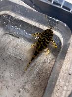 L134, Vis, Zoetwatervis