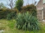 Prachtige yucca's filamentosa, Tuin en Terras, Planten | Tuinplanten, Ophalen, Vaste plant, Overige soorten, Volle zon