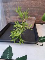 Rhipsalis nr 28, Ophalen