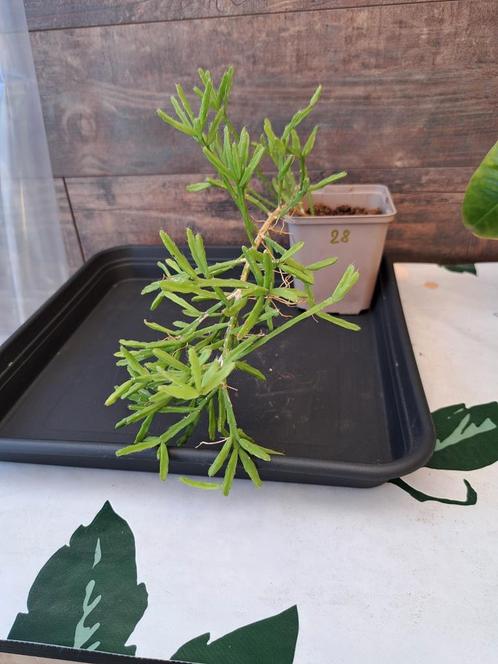 Rhipsalis nr 28, Huis en Inrichting, Kamerplanten, Ophalen