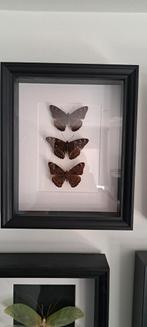 Cadre 3 papillons "Grand Sylvain", Maison & Meubles, Accessoires pour la Maison | Cadres, Comme neuf, Enlèvement ou Envoi
