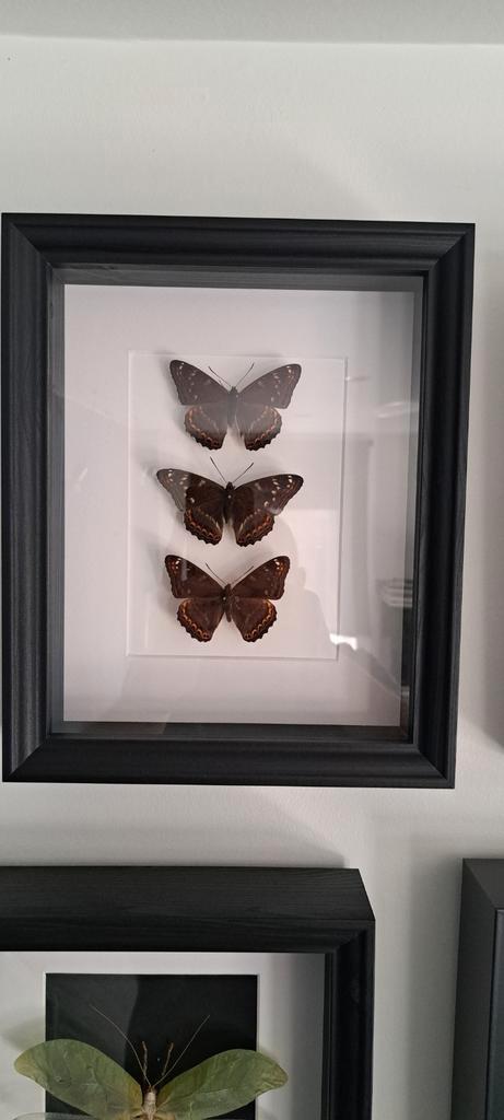 Frame 3 vlinders „Grand Sylvain”, Huis en Inrichting, Woonaccessoires | Lijsten, Zo goed als nieuw, Ophalen of Verzenden