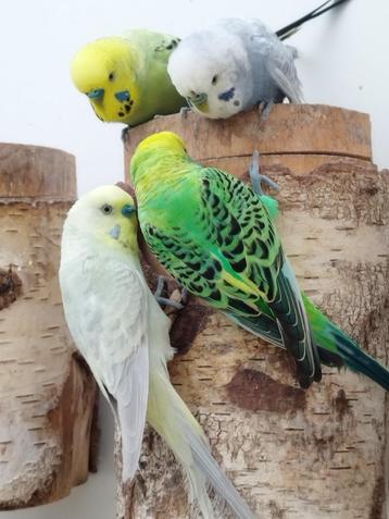 Liefdevolle tamme grasparkietjes te koop beschikbaar voor biedingen