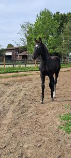 Kwaliteitsvol dressuurveulen voor sport of fokkerij, Dieren en Toebehoren, Paarden, Gechipt, Niet van toepassing, Dressuurpaard