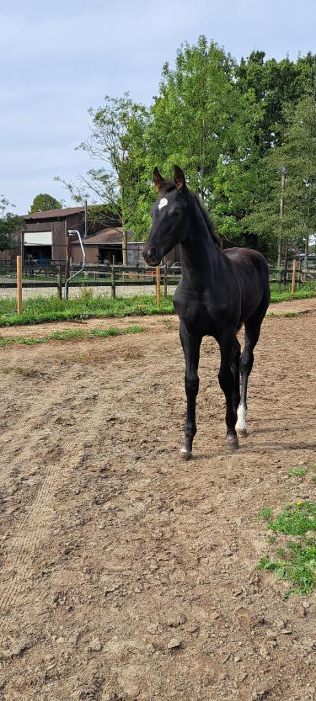 Kwaliteitsvol dressuurveulen voor sport of fokkerij, Dieren en Toebehoren, Paarden, Hengst, Niet van toepassing, 170 tot 175 cm