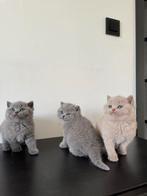 Brits korthaar kittens, Animaux & Accessoires, Chats & Chatons | Chats de race | Poil ras, Chat, Vermifugé, 0 à 2 ans