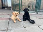 Exclusief echt in huis gefokte labrador pups, Dieren en Toebehoren, België, Fokker | Hobbymatig, CDV (hondenziekte), 8 tot 15 weken