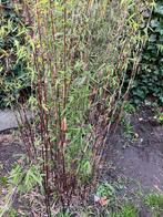 Niet woekerende bamboe fargesia jizhagu sp1, Tuin en Terras, Planten | Tuinplanten, Ophalen of Verzenden