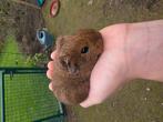 Cavia beertje, Dieren en Toebehoren, Knaagdieren, November, Cavia