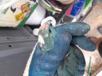 Kakariki man ruilen voor een man., Dieren en Toebehoren, Mannelijk, Parkiet, Geringd