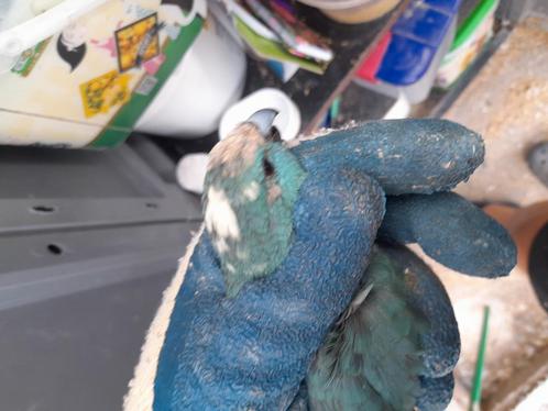 Kakariki man ruilen voor een man., Dieren en Toebehoren, Vogels | Parkieten en Papegaaien, Parkiet, Mannelijk, Geringd
