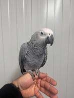 Handtamme grijze roodstaart, Dieren en Toebehoren, Vrouwelijk, Papegaai, Pratend