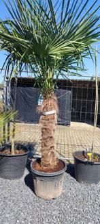 Trachycarpus fortunei palmboom, Ophalen, Palmboom