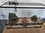 Terrarium reptielen, Dieren en Toebehoren, Ophalen