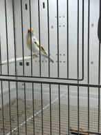 Chardonneret mutation en panaché faciato et tete blanche, Vrouwelijk, Geringd