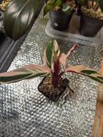 Calathea Triostar, Huis en Inrichting, Kamerplanten, Ophalen