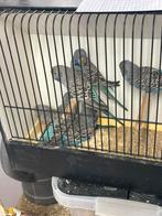 Grasparkieten bf en splitten, Dieren en Toebehoren, Vogels | Parkieten en Papegaaien, Mannelijk, Parkiet, Geringd