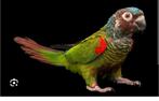 Gezocht, Dieren en Toebehoren, Vogels | Parkieten en Papegaaien