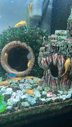 albino, Dieren en Toebehoren, Vissen | Aquariumvissen, Vis, Zoetwatervis