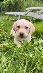Mooi nestje  labrador retrievers puos, Dieren en Toebehoren, Honden | Retrievers, Spaniëls en Waterhonden, België, CDV (hondenziekte)