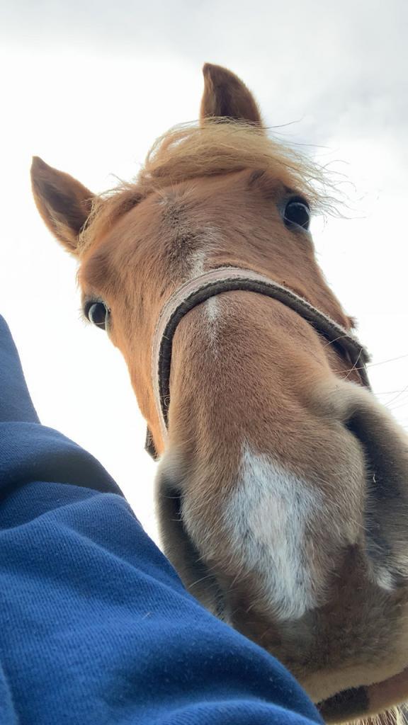 Een vriendje voor mijn bijna 2jaarse, Animaux & Accessoires, Box & Pâturages