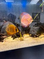 Visbestand te koop 5 discussen + andere vissen, Dieren en Toebehoren, Vissen | Aquariumvissen